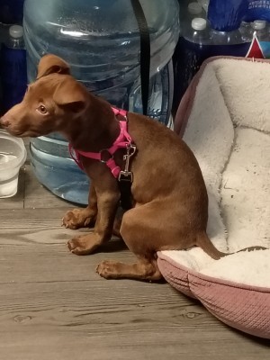 Photo of Honey