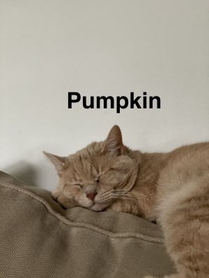 Photo of Pumpkin