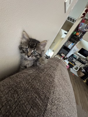 Photo of Pebbles