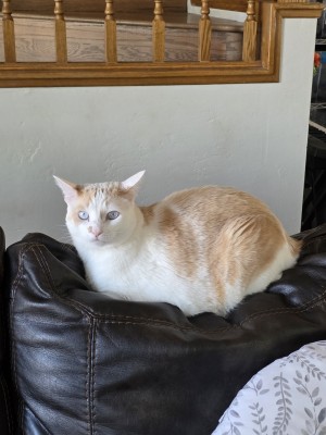 Photo of Mister White