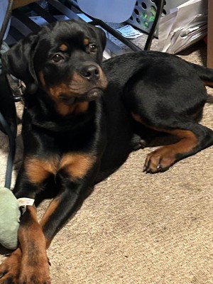 Photo of Gunner
