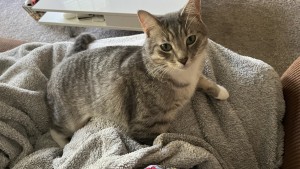 Photo of Loki