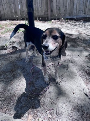 Photo of Ruby