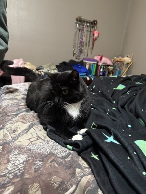 Photo of Tux