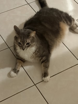 Photo of Tula