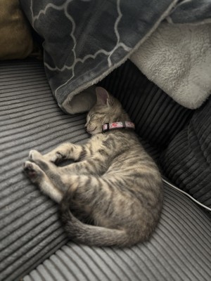 Photo of Blu