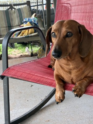 Photo of Snickers