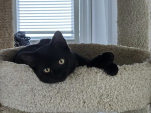 Photo of Cimmi