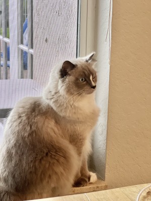 Photo of Soren