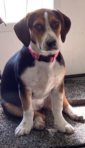 Photo of Penny