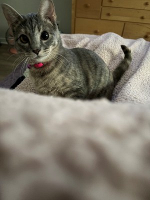 Photo of Kiwi