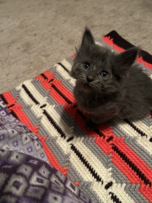 Photo of Coco