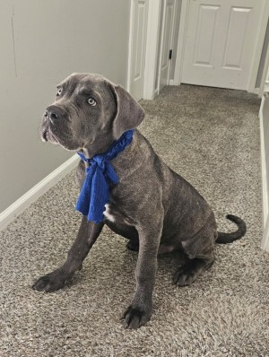 Photo of Draco