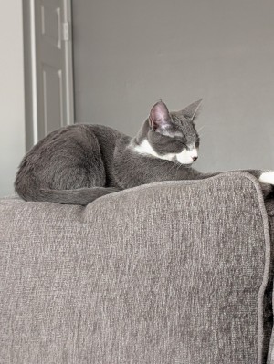 Photo of Freya