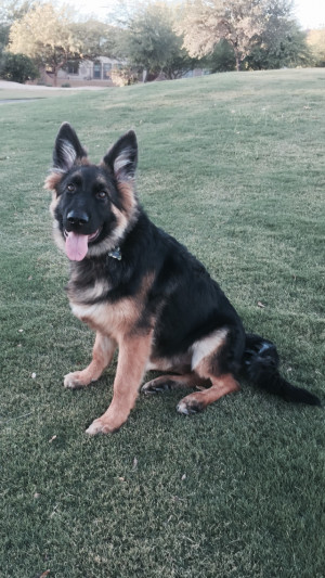Photo of Gunner