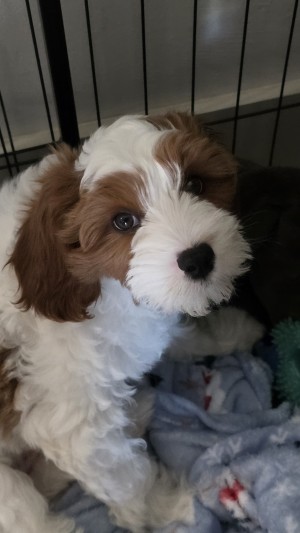 Photo of Barkley