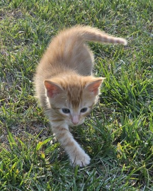 Photo of Storm