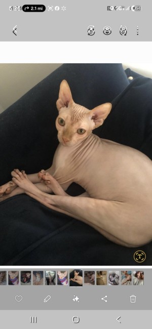 Photo of Bleu