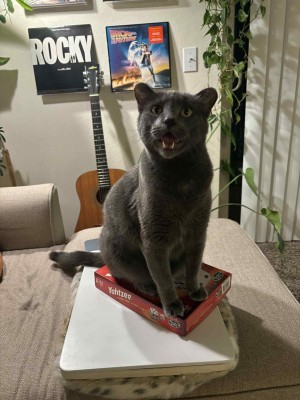 Photo of Goose