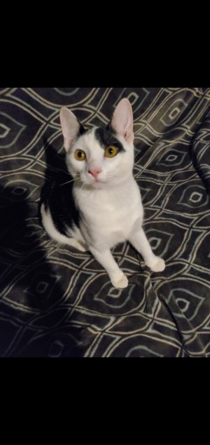 Photo of Jalapeno