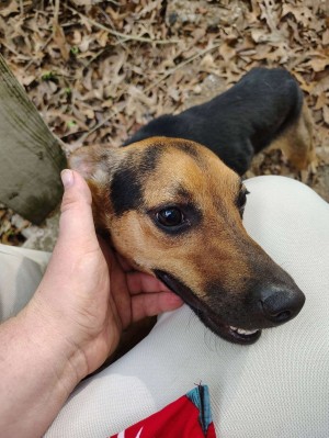 Photo of Dandy