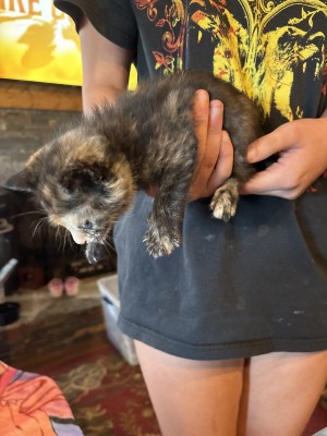 Photo of 3 Kittens