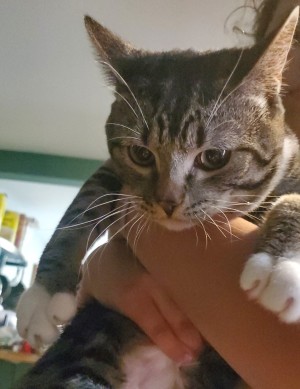 Photo of Snickers