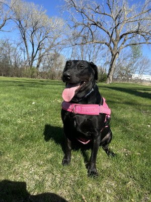 Photo of Lulu
