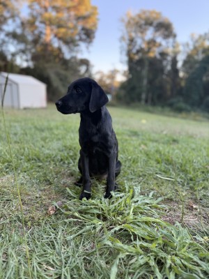 Photo of Charlie