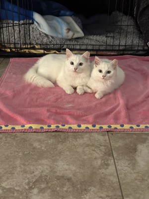 Photo of Prince And Princess