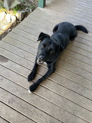 Photo of Moose