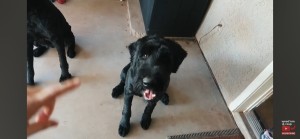 Photo of Koa