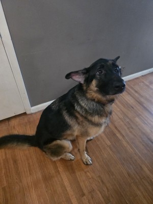 Photo of Koda