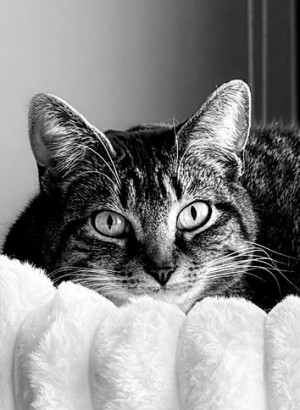 Photo of Luna