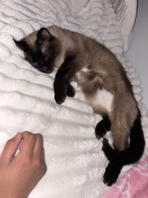 Photo of Shadow