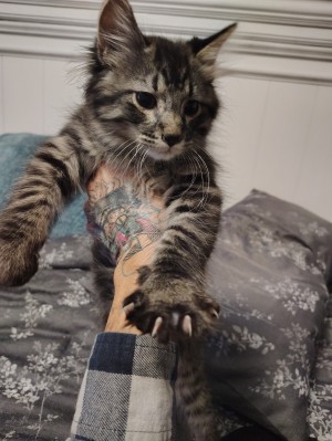 Photo of Linx