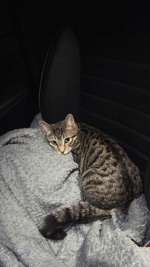 Photo of Luna