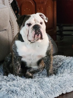 Photo of Patches