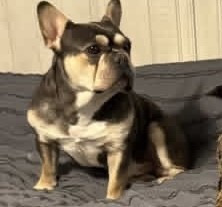 Photo of Toby