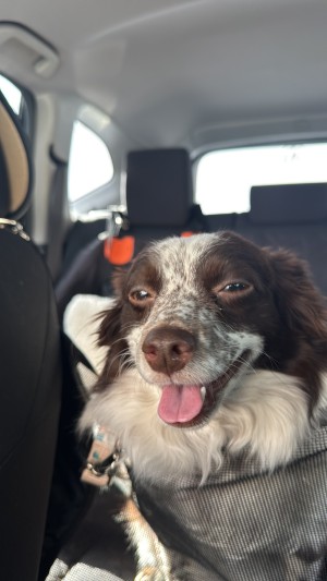 Photo of Coco