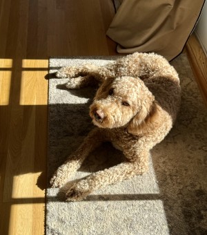 Photo of Muffin