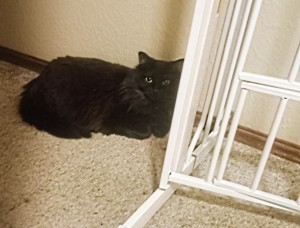 Photo of Tinycat (TC)