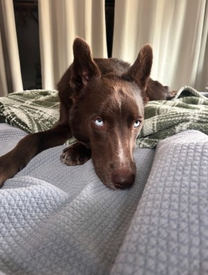 Photo of Ryker