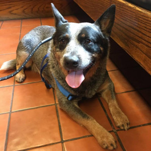 Photo of Max