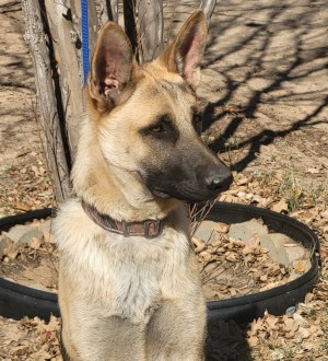 Photo of Ranger