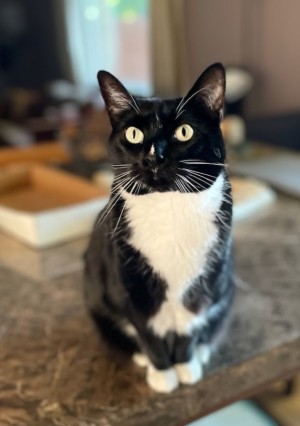 Photo of Ophelia