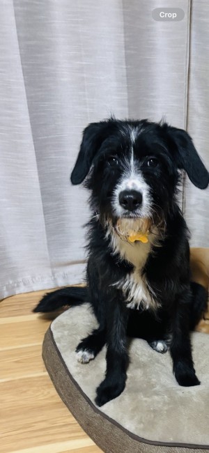 Photo of Scout