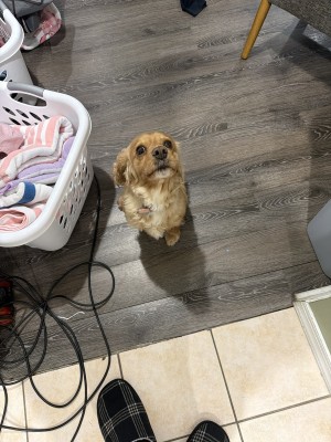 Photo of Ginger