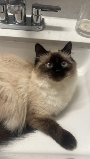Photo of Soda
