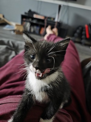Photo of Tipsie